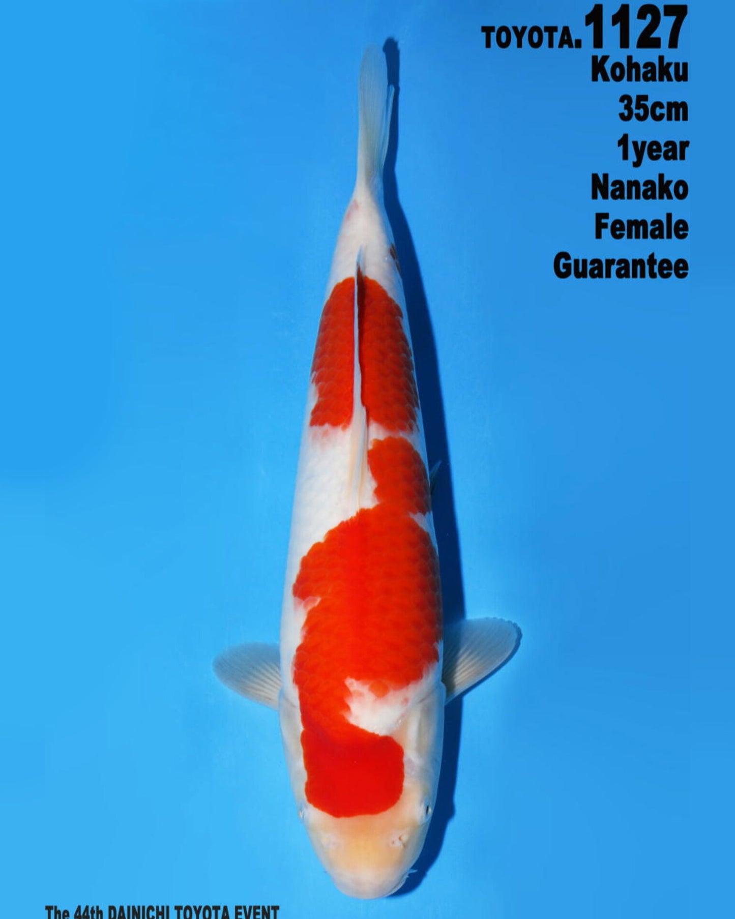 Kohaku