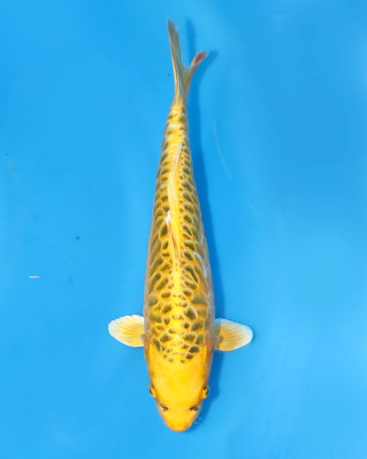 Yellow Dragon