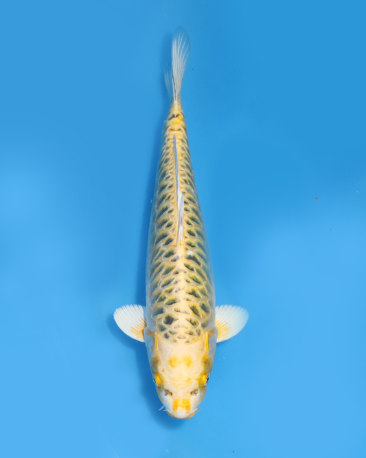 Yellow Dragon