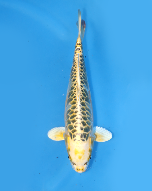 Yellow Dragon