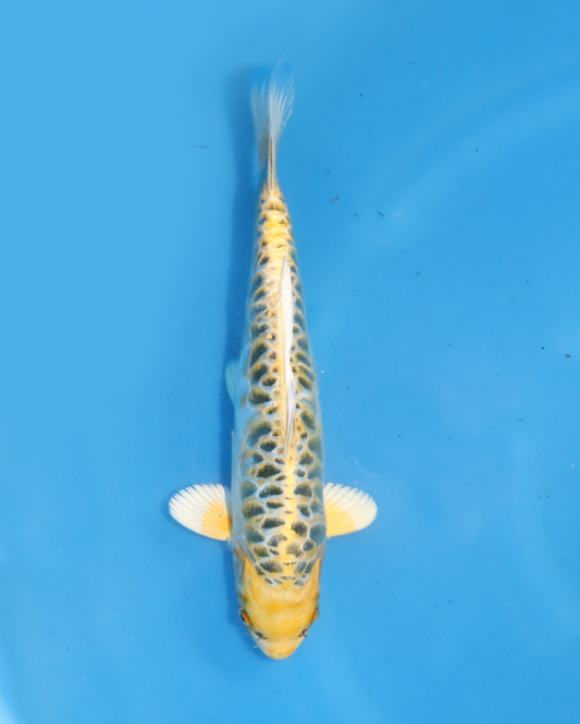 Yellow Dragon