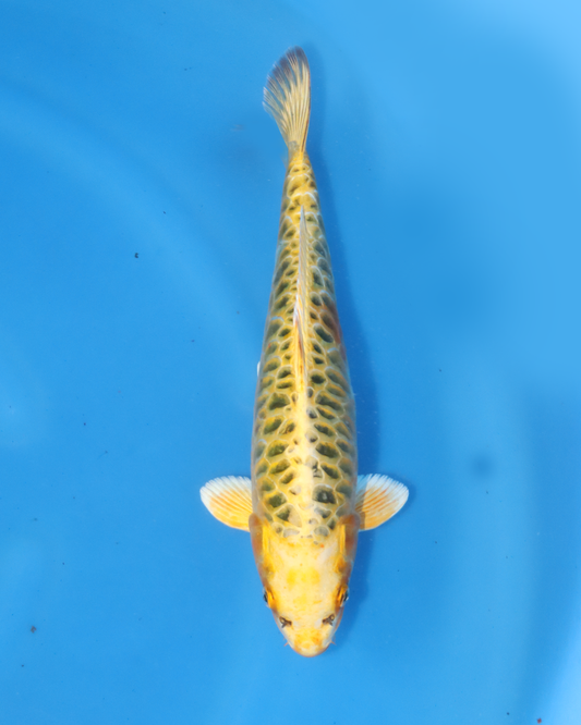 Yellow Dragon