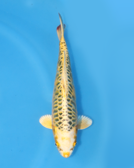 Yellow Dragon