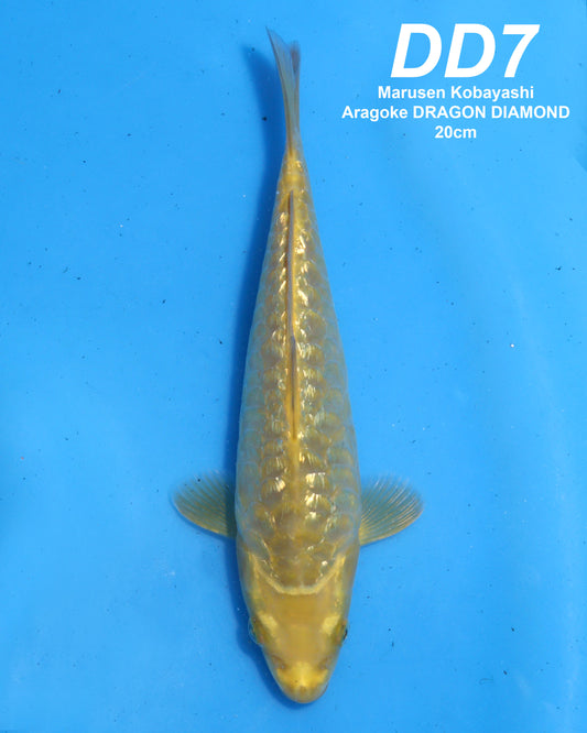 Dragon Diamond (Ginrin Aragoke)