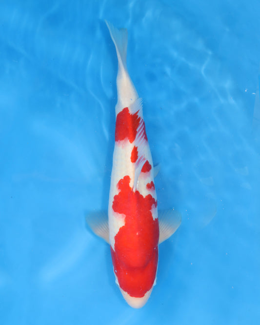 Kohaku