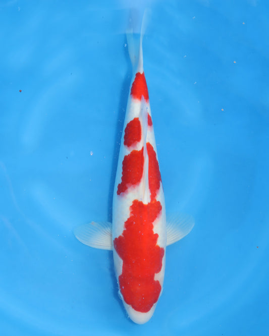Kohaku