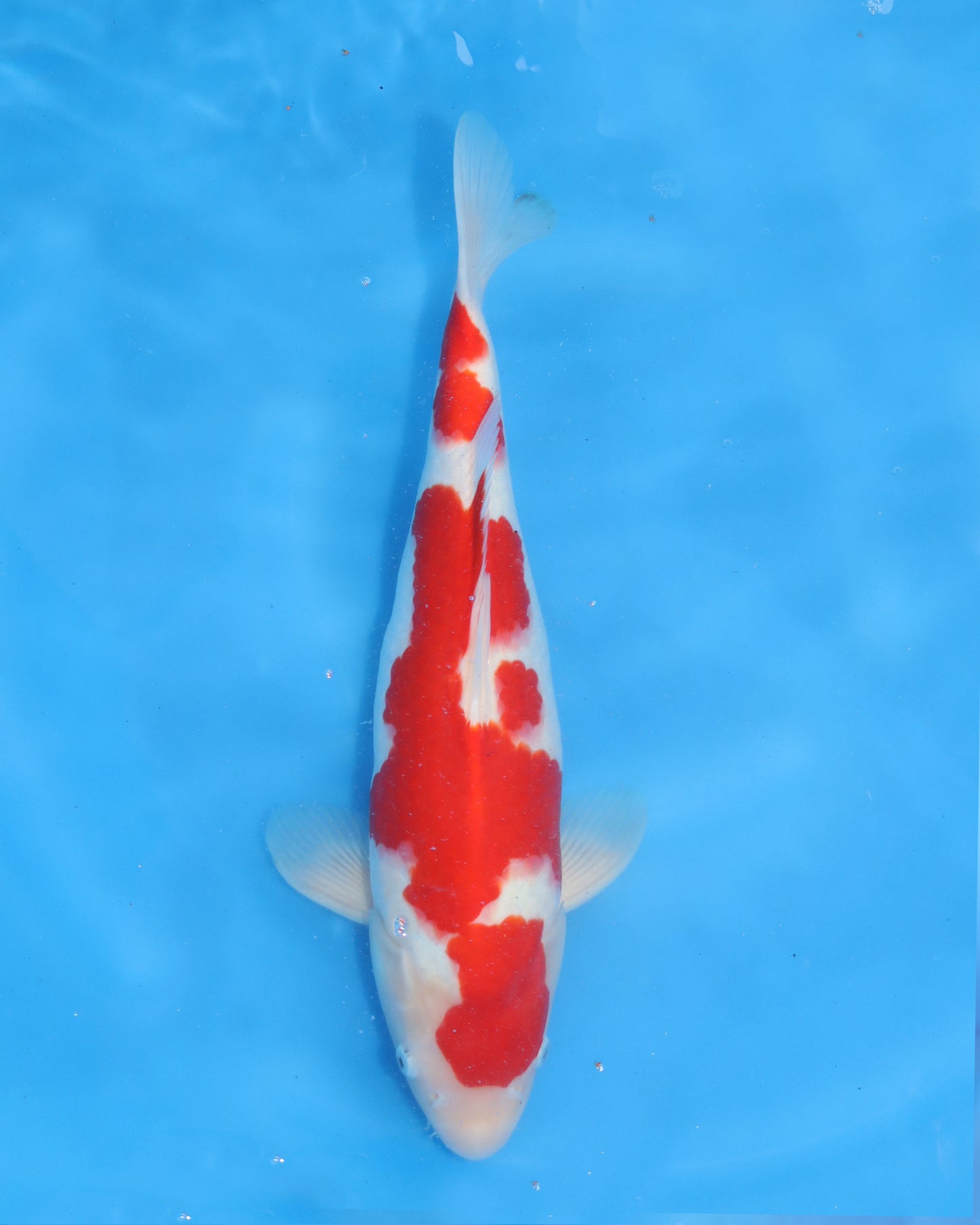 Kohaku