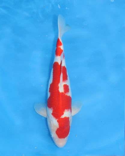 Kohaku