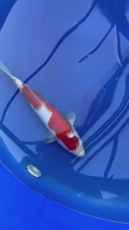 Kohaku