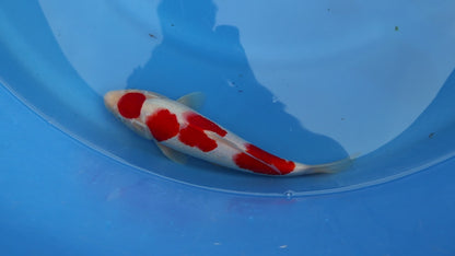 Kohaku
