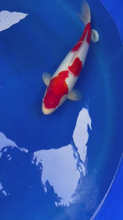 Kohaku