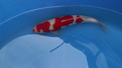 Kohaku
