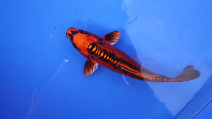 Mizho Ogon