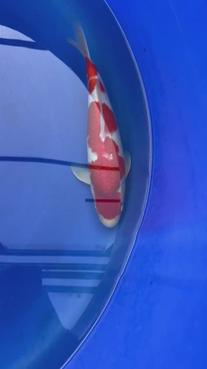 Kohaku