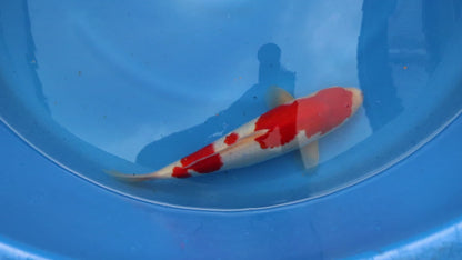 Kohaku