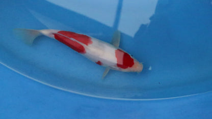 Kohaku