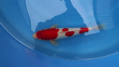 Kohaku