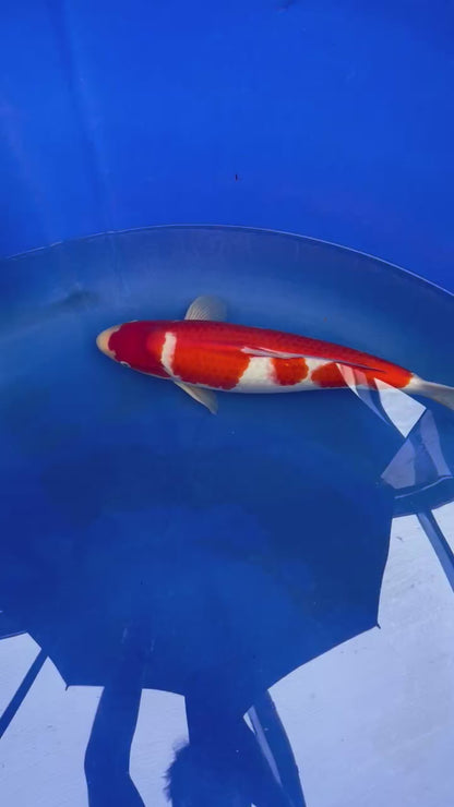 Kohaku