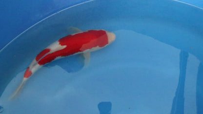 Kohaku