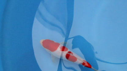 Kohaku