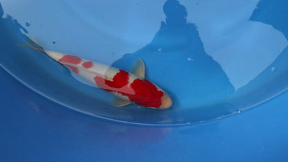 Kohaku