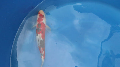 Sanke