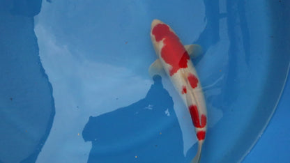 Kohaku