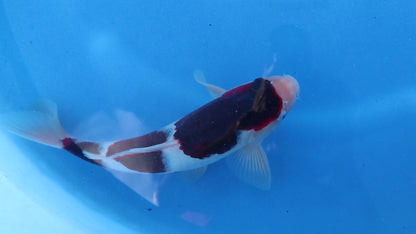 Budo Goromo