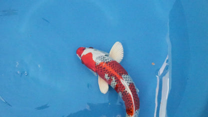 Kujaku