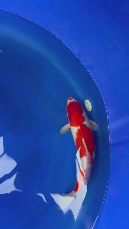 Kohaku