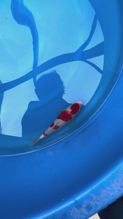 Kohaku