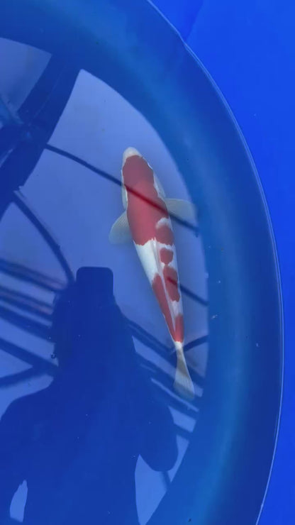 Kohaku