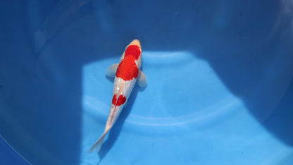 Ginrin Kohaku