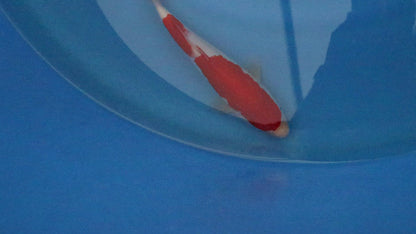 Kohaku