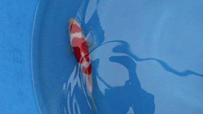 Kohaku