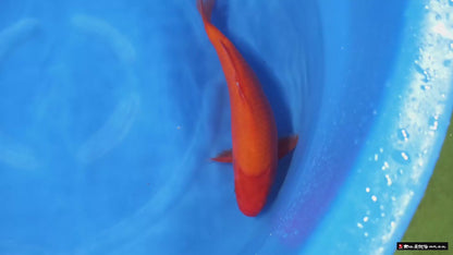Benigoi
