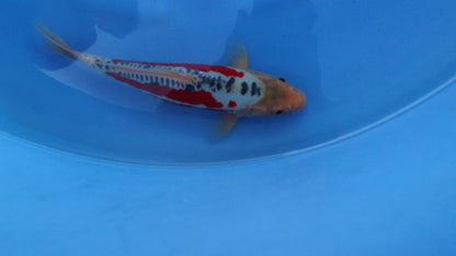 Shusui