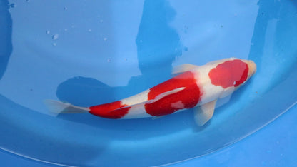 Kohaku