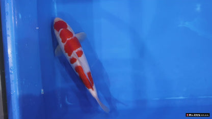 Kohaku