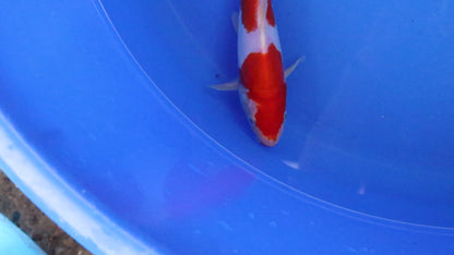 Doitsu Kohaku