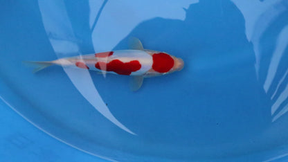 Doitsu kohaku