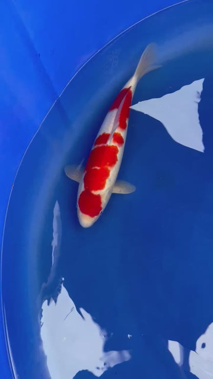Kohaku