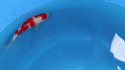 Kohaku