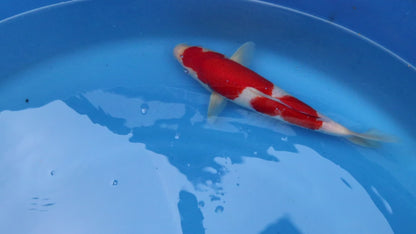 Kohaku