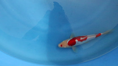 Doitsu Kohaku