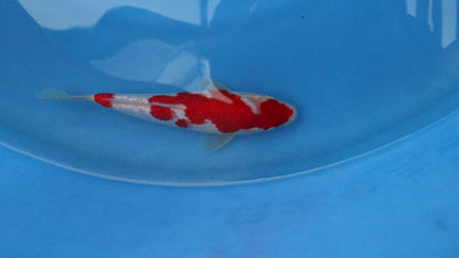 Ginrin Kohaku