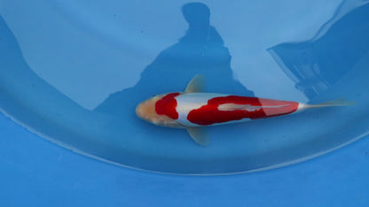 Doitsu Kohaku