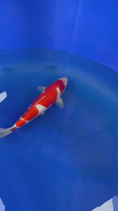 Kohaku