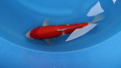Kohaku