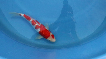 Ginrin Kohaku